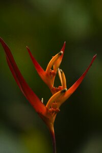 Nature plant tropical