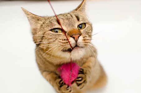 Hunting cat's eyes domestic cat