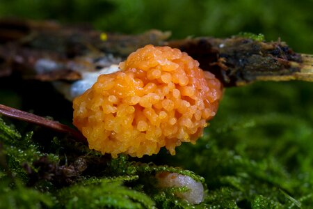 Myxomycetes salmon-colored slime mold tubifera ferruginea