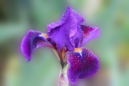 Drop of water flower nature