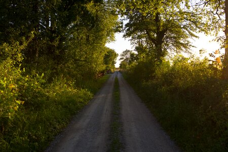 Path trees nature photo