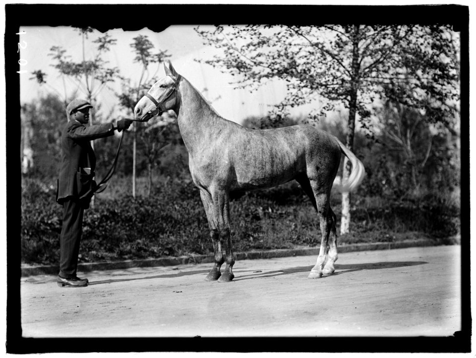 GRAYSON, CARY T., DR., U.S.N. HIS HORSE LCCN2016863732