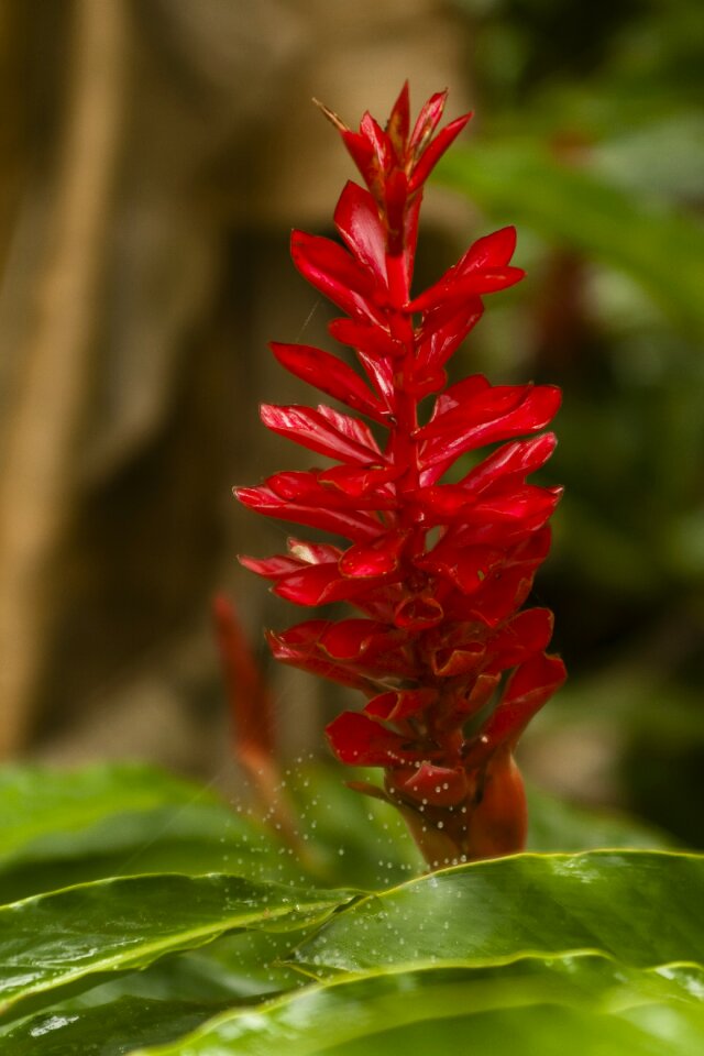Spring botany red flower