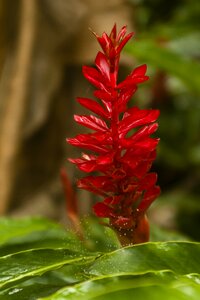 Spring botany red flower