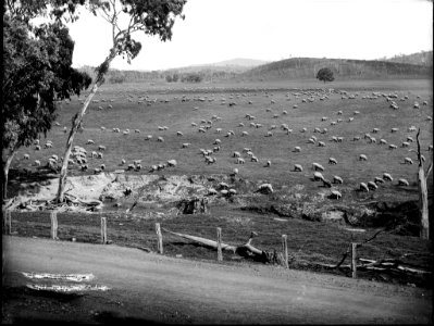 Grazing sheep from The Powerhouse Museum Collection