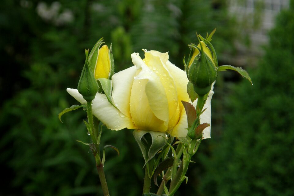 Rosebud rose blossom