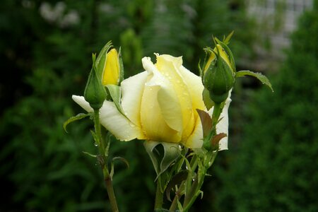 Rosebud rose blossom