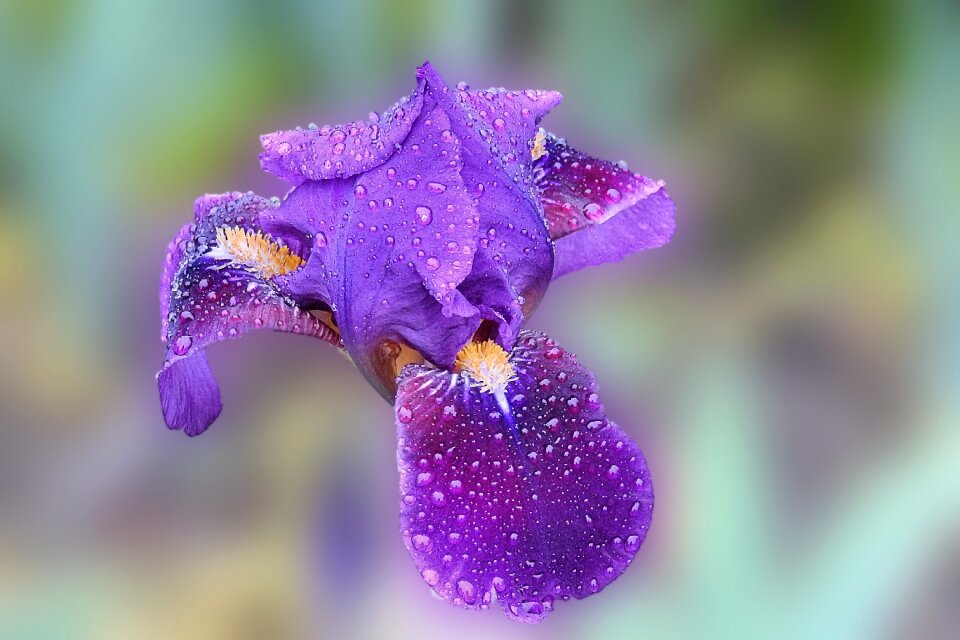 Drop of water nature flower