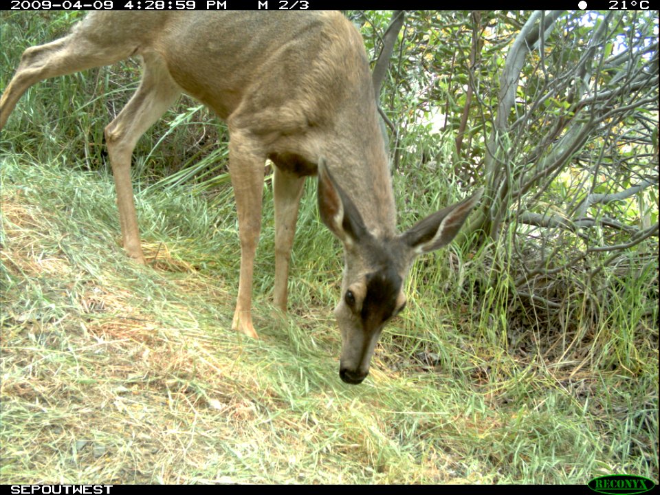 Grazing Deer (11425655134)