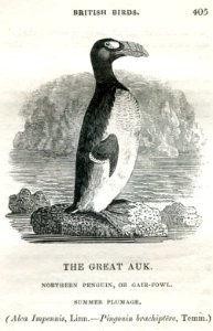 Great Auk Thomas Bewick 1804