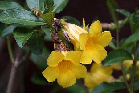 Apocynaceae bush creeping shrub
