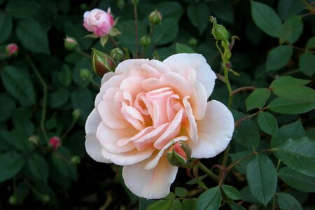 Aprikola small shrub rose rose