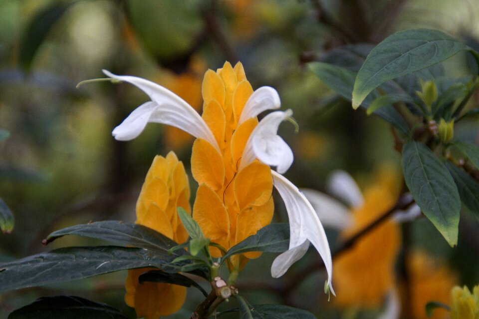Acanthaceae bush tropical
