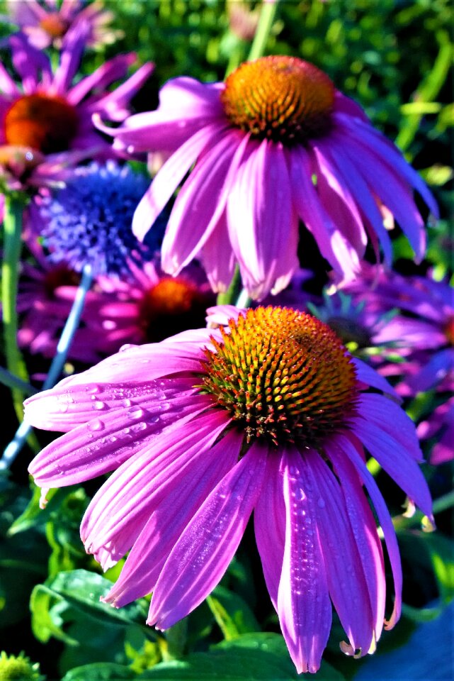 Summer flora flowering