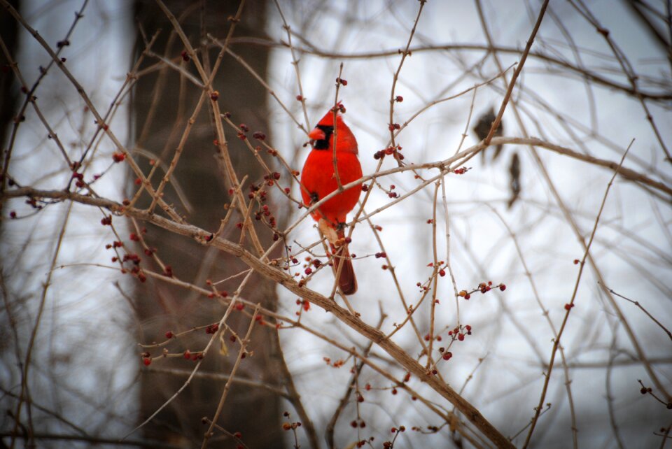 Outdoors bird snow