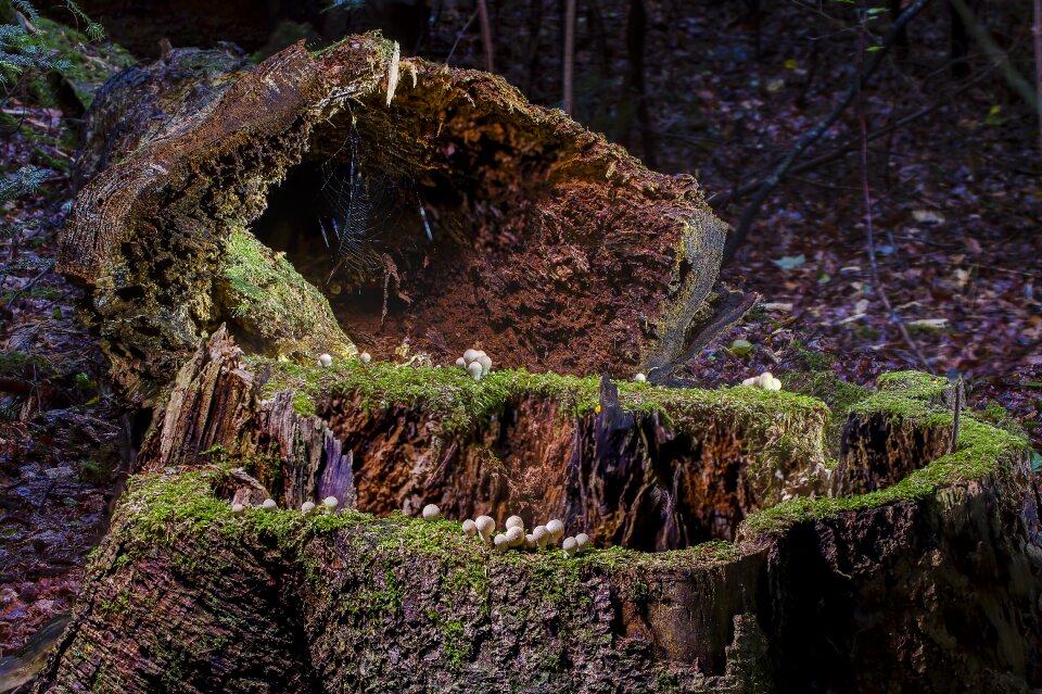 Storm wood mushroom umbrinum