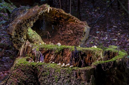 Storm wood mushroom umbrinum photo