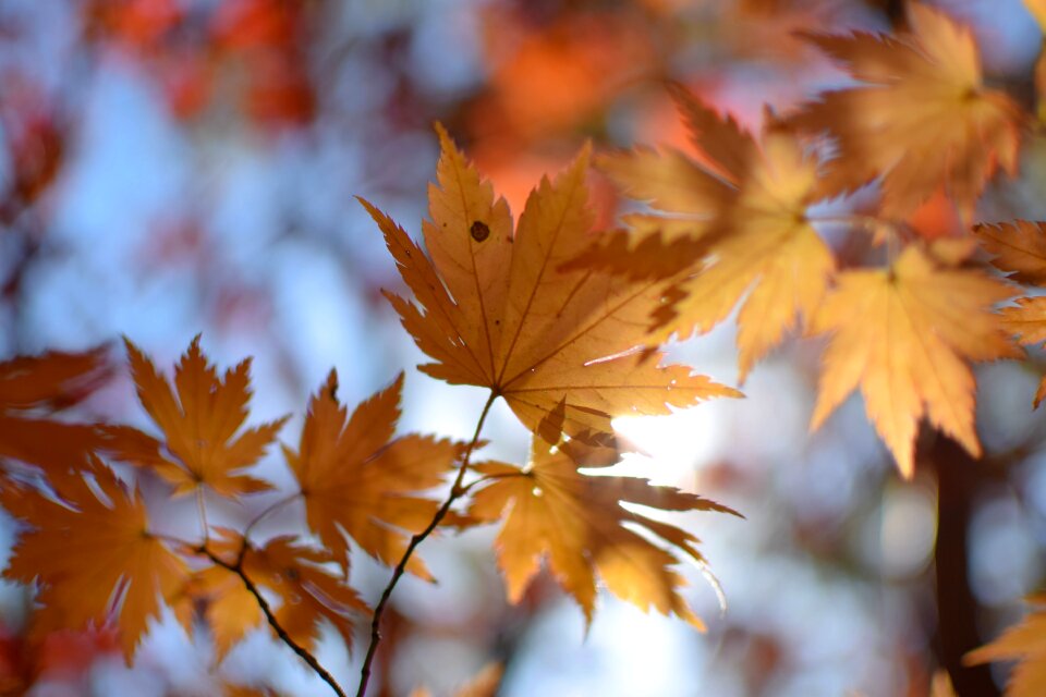 Autumn fall nature