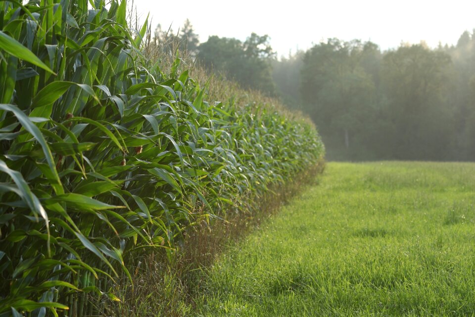 Corn green evening sun