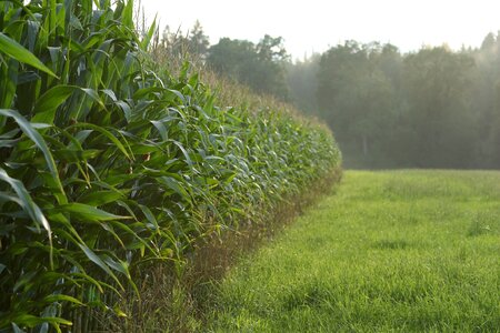 Corn green evening sun