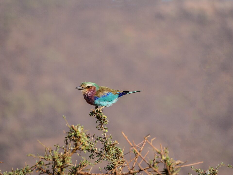 Kenya savannah bushland