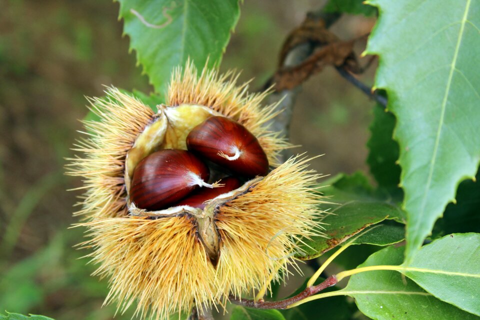 Chestnuts nature leaves