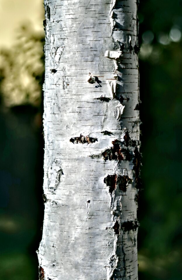 Photo hdr the bark white