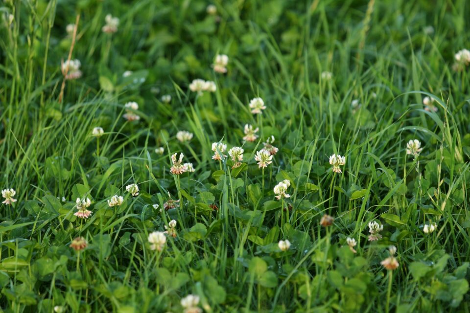 Green red clover clover flower