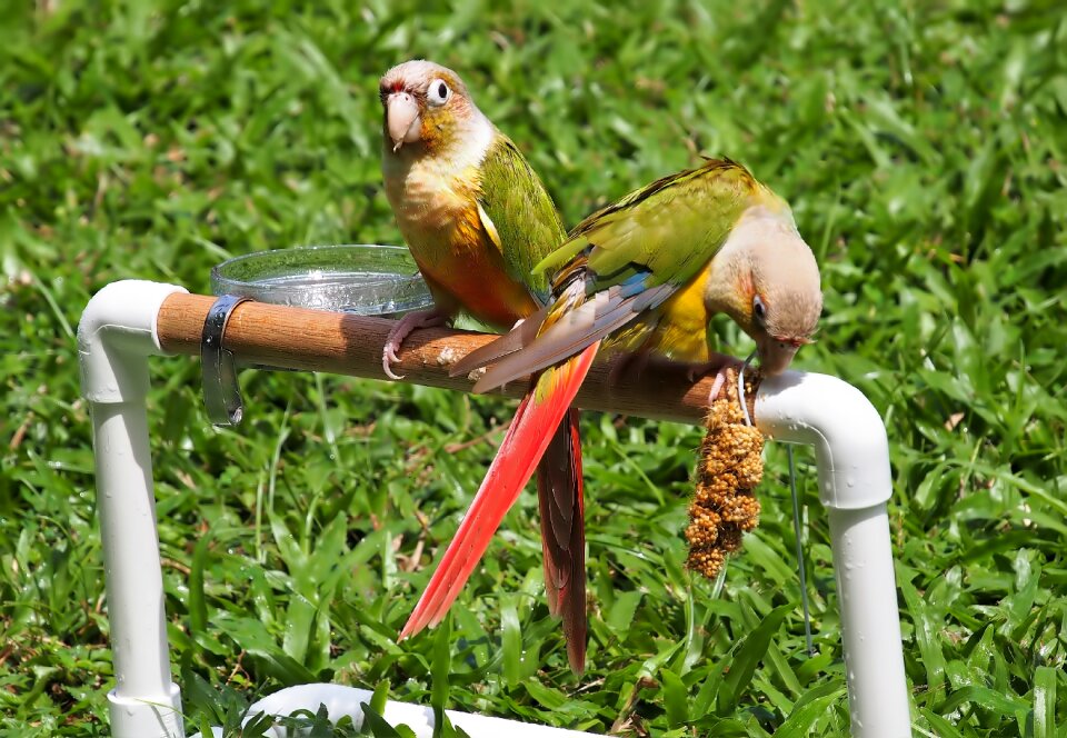 Outdoors animal little