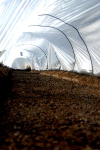 Greenhouse in Iraq
