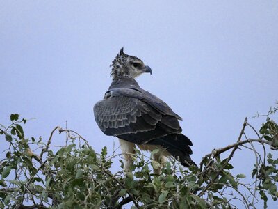 Raptor bird of prey head