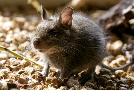 Ears mouse nager