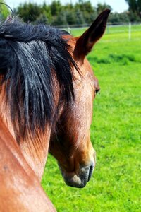 Brown horses quarter-horse photo