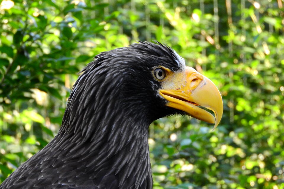 Head zobík bird of prey
