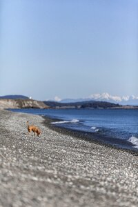 Sea beach waves photo