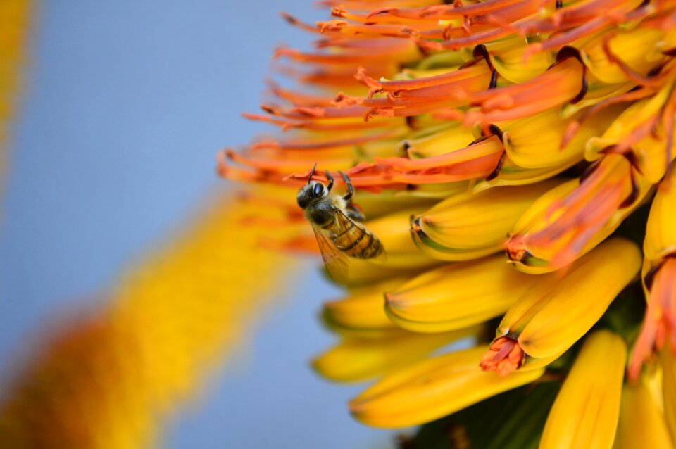 Yellow natural nature
