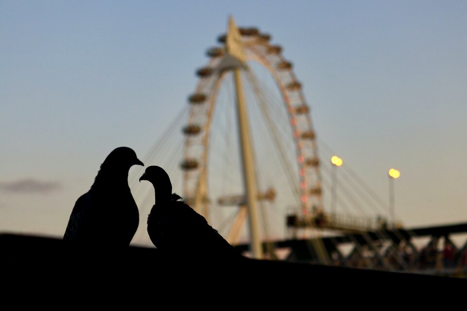 London eye birds city