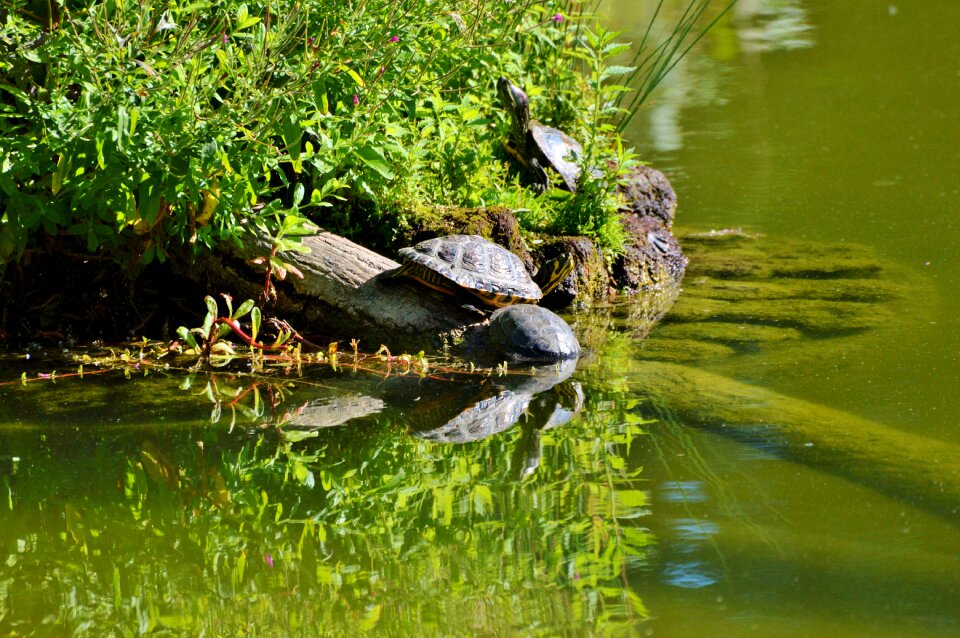 Tortoise shell giant tortoise lake