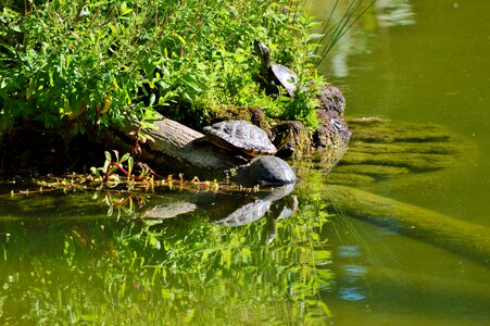 Tortoise shell giant tortoise lake photo