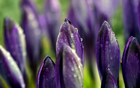 Purple violet moist photo