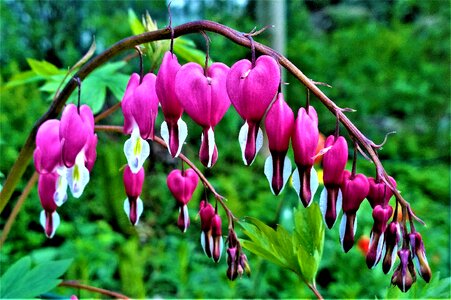 Garden romantic flower photo