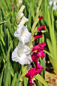 Sword flower blossom bloom