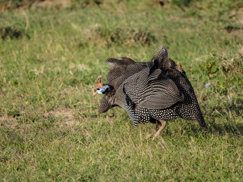 Helmet perl chicken plumage feather