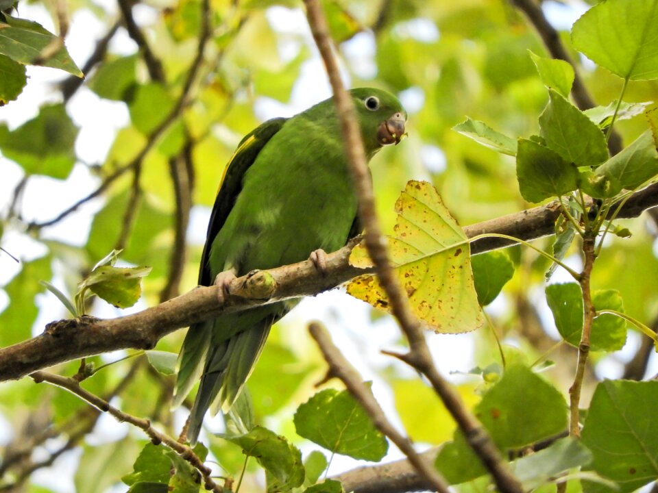 Budgie native bolivian