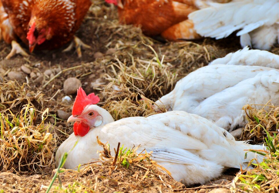 Pinnate free range farm