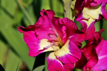 Sword flower blossom bloom photo