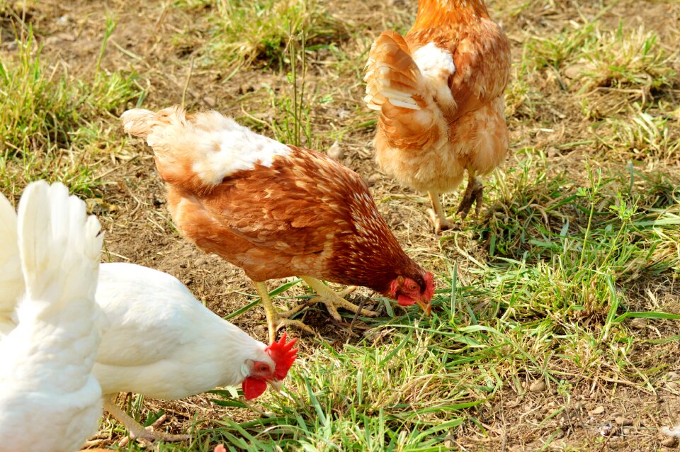 Pinnate free range farm