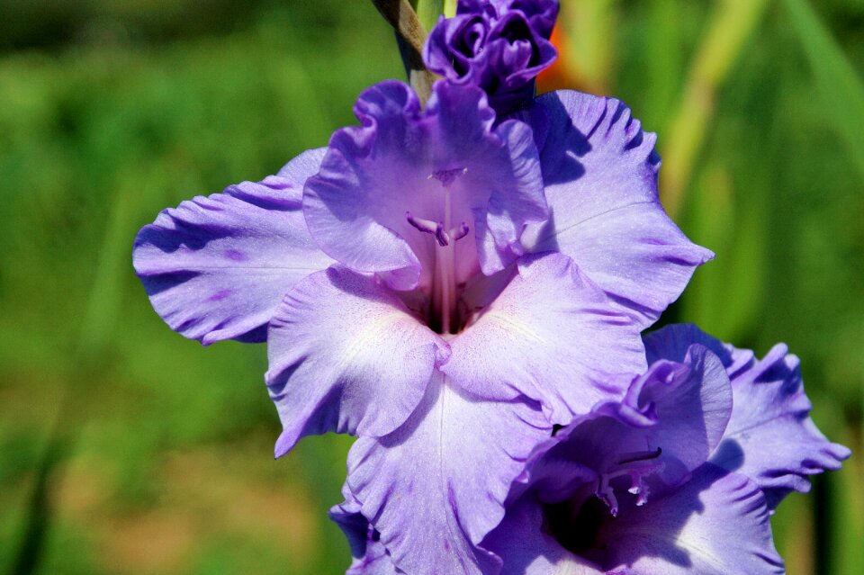 Sword flower blossom bloom