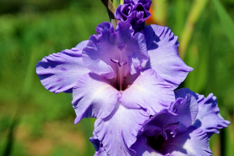 Sword flower blossom bloom photo