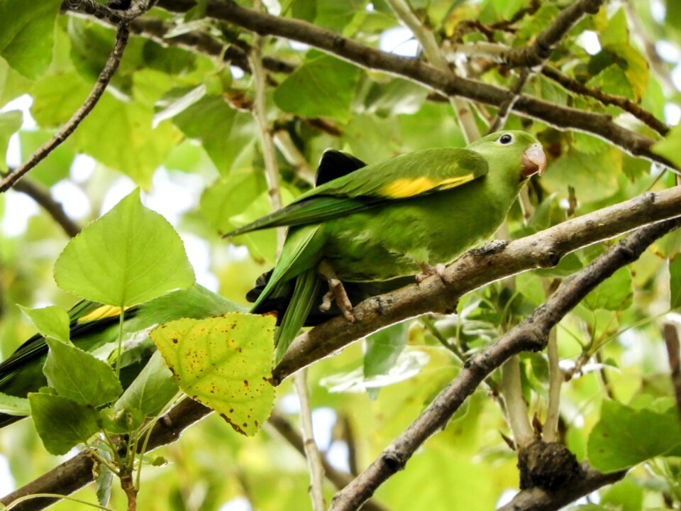 Budgie native bolivian